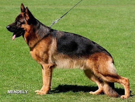 V23 BSHZS 2011   Pizzaro von Bad-Boll